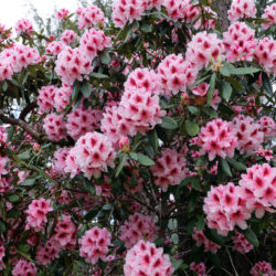 Rhododendronok és kerti azáleák