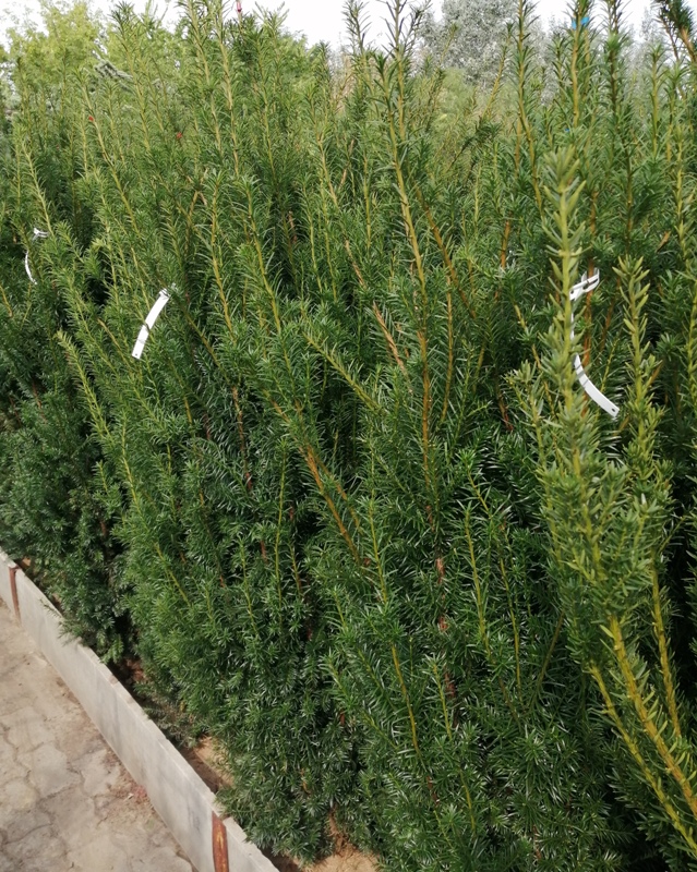 Oszlopos Tiszafa 'Hicksii'