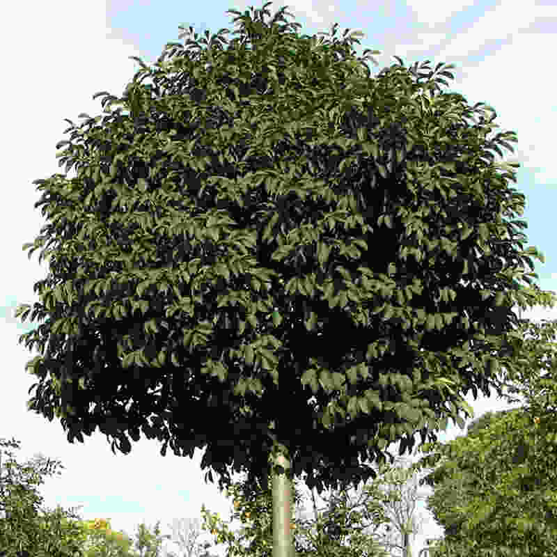 Gömb kőrisfa (Fraxinus ornus 'Mecsek')