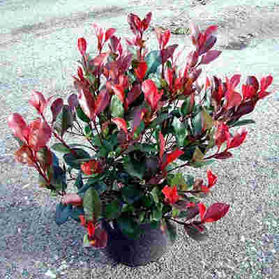 Törpe korallberkenye 'Litttle Red Robin'