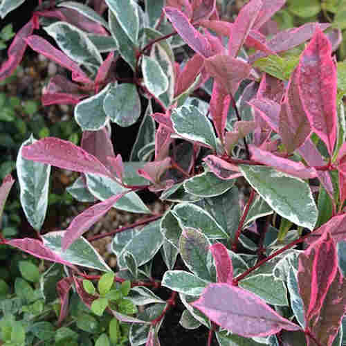Tarkalevelű korallberkenye 'Pink Marble'