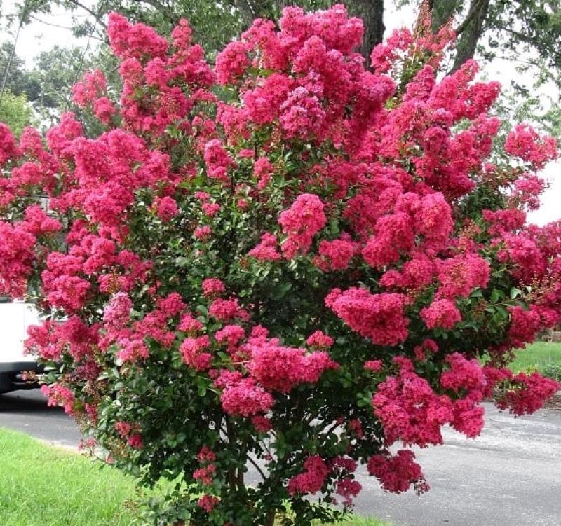 Kínai selyemmirtusz (Lagerstroemia indica) rózsaszín, piros, fehér AKCIÓ!