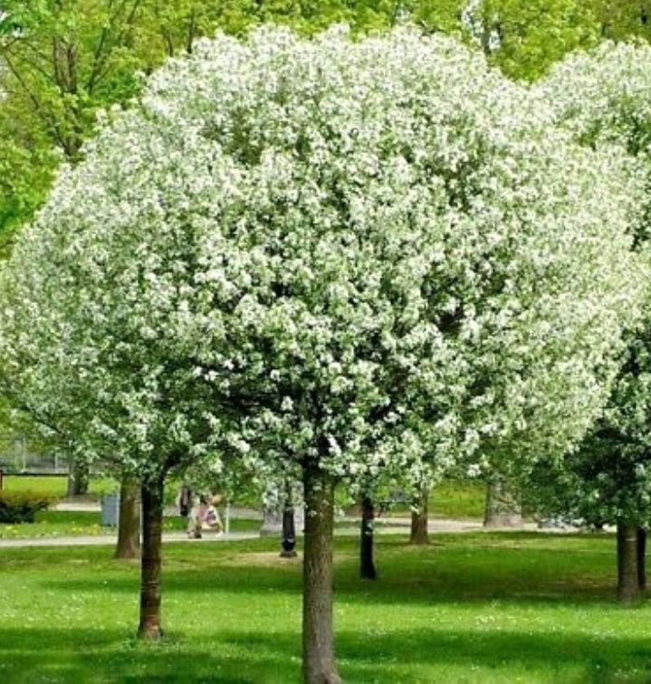 Gömb csepleszmeggy (Prunus fruticosa Globosa')
