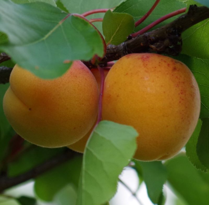 'Portici' kajszibarack (Koros gyümölcsfa)