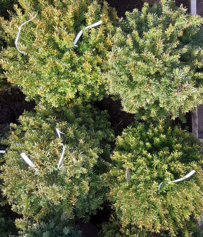 Tiszafa formára metszett gömb (Taxus baccata)