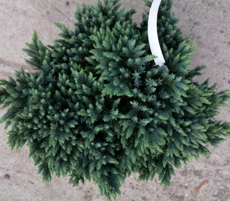 Himalájai boróka (Juniperus sqaumata 'Blue Star')