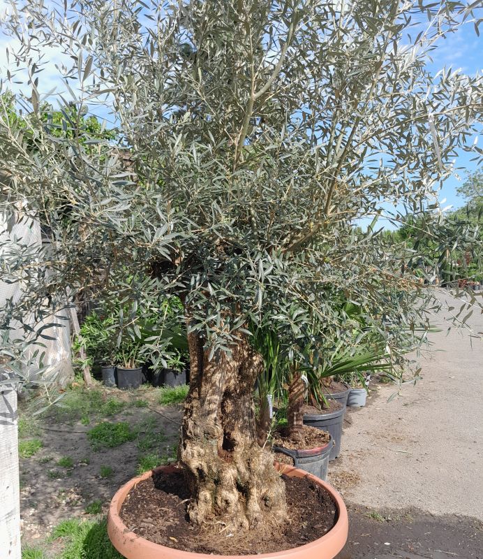 Oliva vagy Olajfa