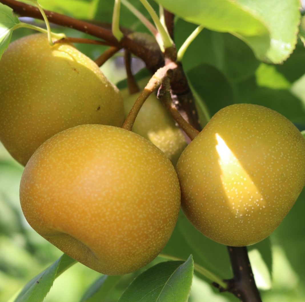 Nijisseiki nashi körte (Japán körte)