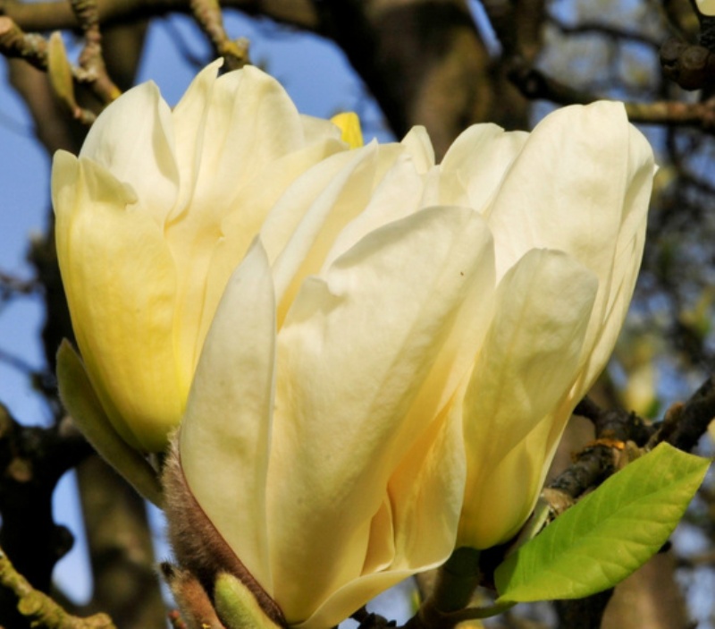 Sárga magnólia 'Elisabeth'
