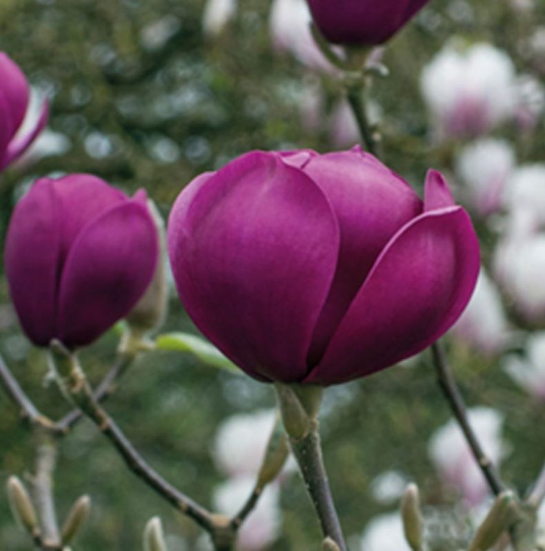 Magnólia 'Black Tulip'