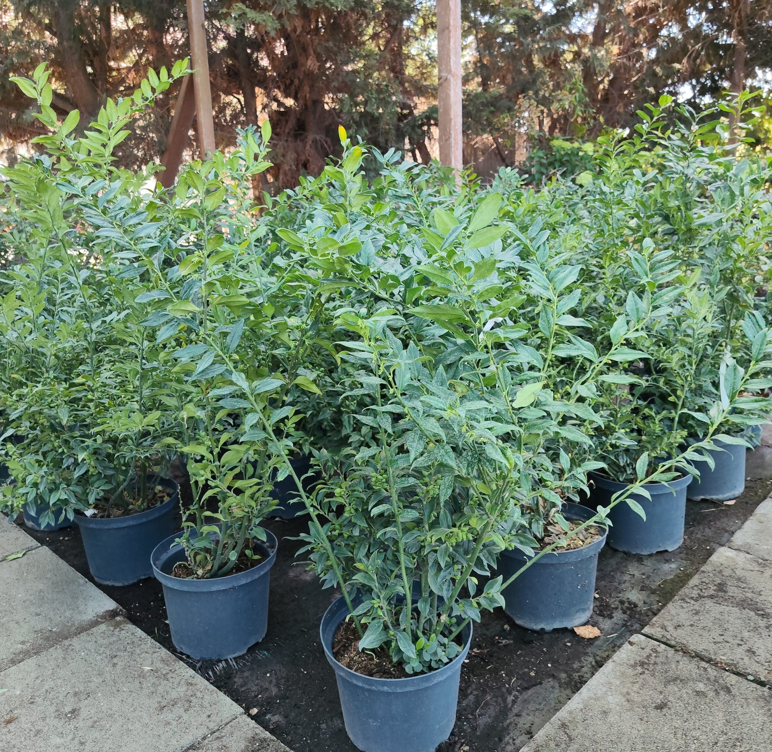 Bogyós puszpáng (Sarcoccocca confusa)