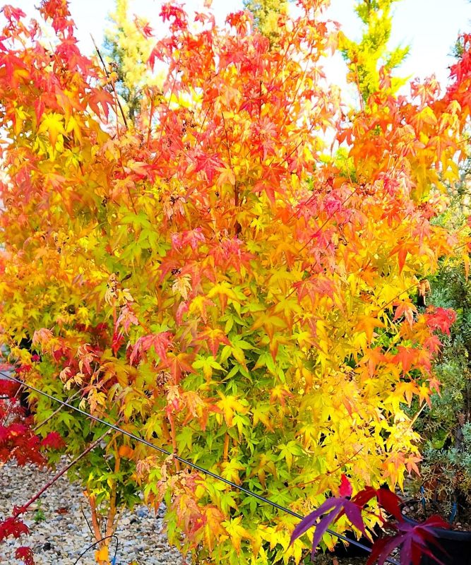Acer palmatum 'Bihou' vagy 'Bi Hoo' Sárga vesszejű japán juhar